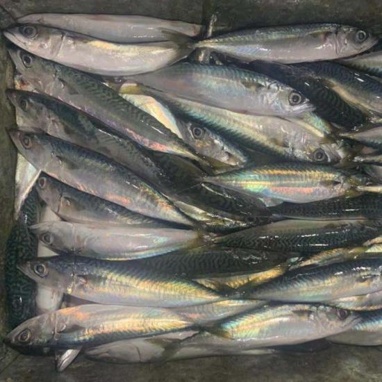Land Frozen Pacific Mackerel Fish for Bait