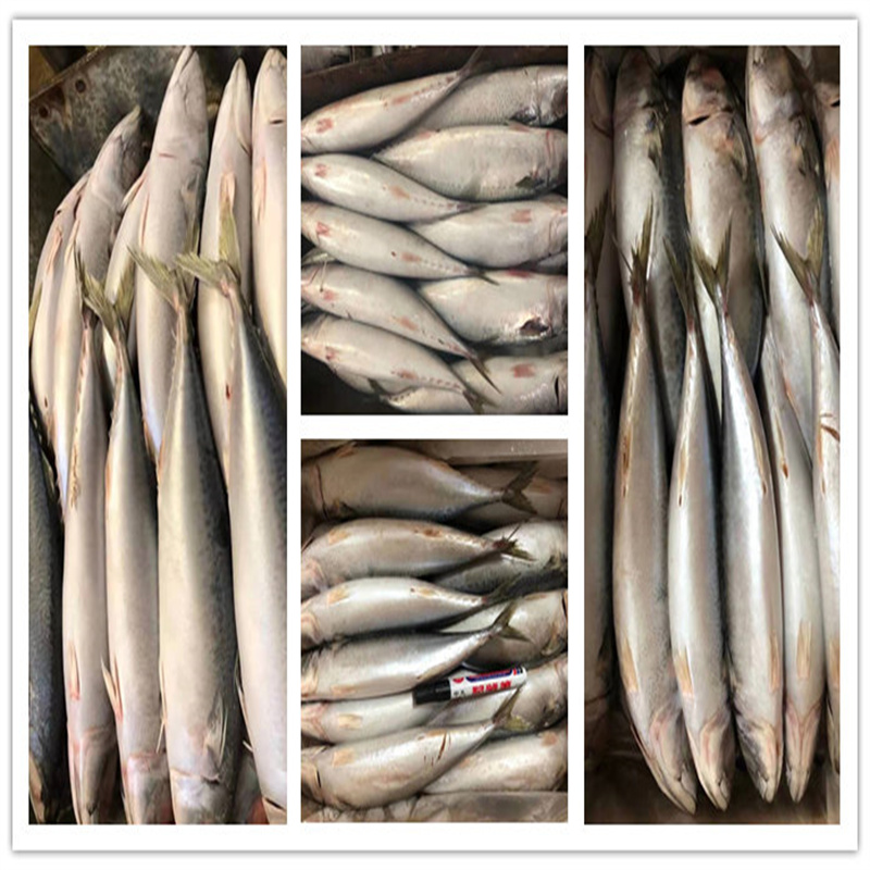 Pescado congelado al por mayor Pacific Mackerel 200-300g, 300-500g